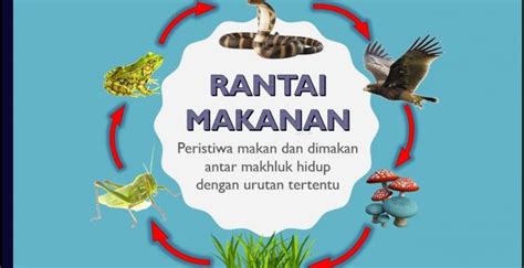 Rantai Makanan Ular Belalang Rumput Elang Dan Katak - IPA