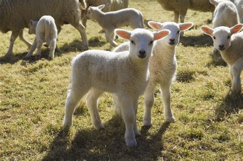 How to Raise Sheep and Lambs on a Small Farm