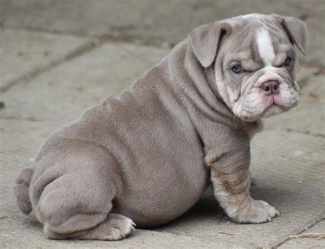 Gray English Bulldog - Bing Images Bulldog Puppies For Sale, English ...