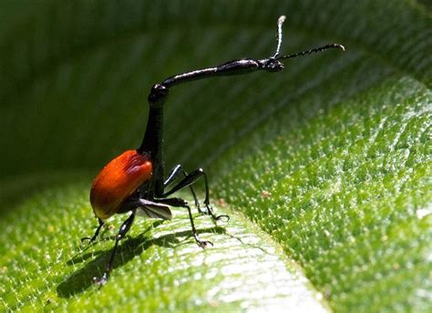 Giraffe Weevil Beetle: Identification, Life Cycle, Facts & Pictures