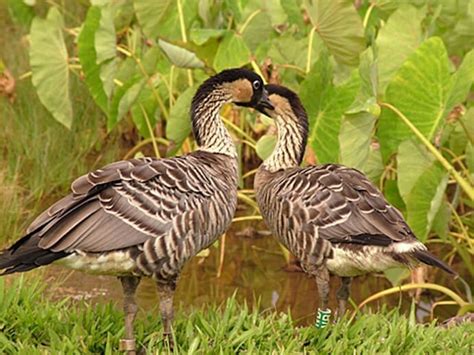 40 Fascinating Facts About the Hawaiian Goose (aka Nene Goose)