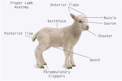 Proper Anatomy of Sheep | Sculpture animaux, Animaux, Moutons