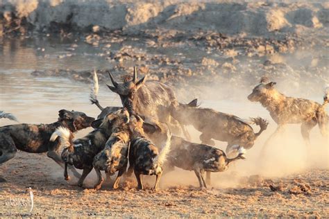 Wild dogs hunting | Timbuktu Travel