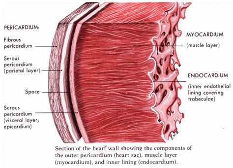 Labeled Cardiac Muscle - koibana.info | Heart structure, Heart function ...