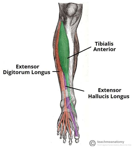 Å! 46+ Grunner til Deigram Of Outside Leg Muscles: Start with a wide ...