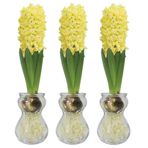 Buy 3 Hyacinthus vases & 3 bulbs 3 hyacinth vases & 3 yellow indoor ...