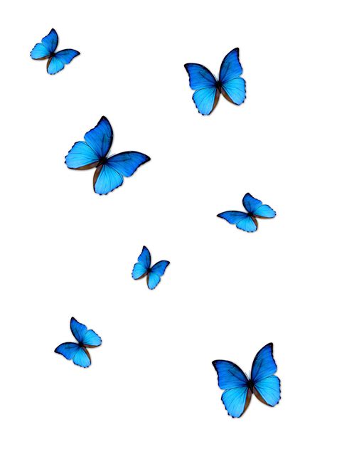 Butterfly PNG Images Transparent Free Download - PNG Mart