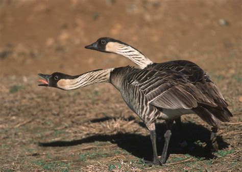 Public Domain Picture | Nene goose in Hawaii. | ID: 13483603217503 ...