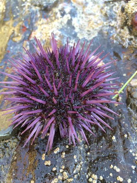 Purple Sea Urchin (Snapshot Cal Coast 2016 Most Wanted Species Guide ...