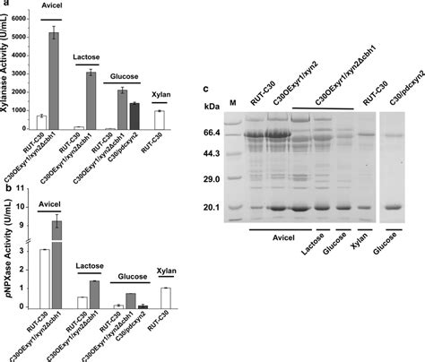 Xylanase production comparison between different strains cultured with ...