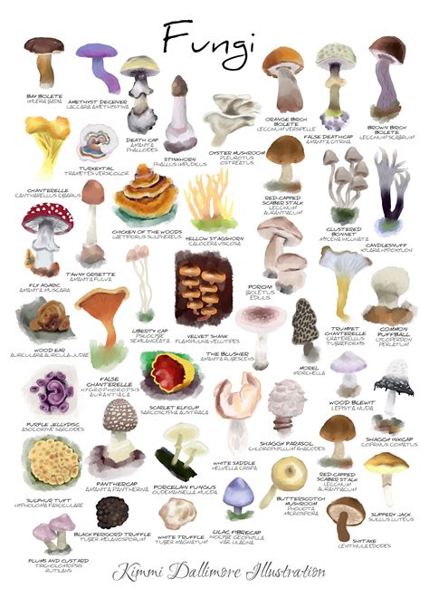 Fungi Illustration Art Print, Fungi Wall Chart, Mushroom Art Print ...