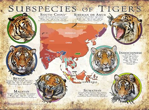 Subspecies of Tigers Poster Print