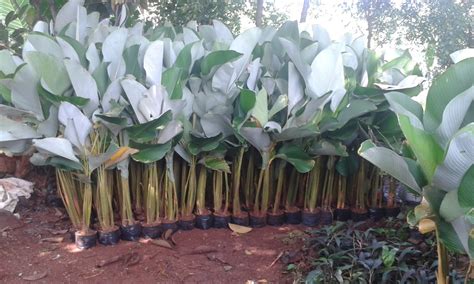 JUAL POHON PISANG KALATEA | PISANG HIAS | TUKANG TAMAN MINIMALIS