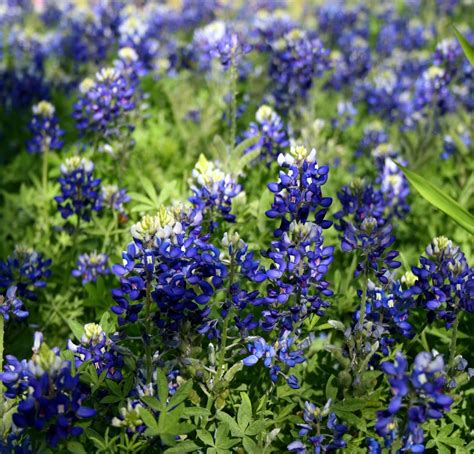 Elzabelz: Bluebonnets & Texas