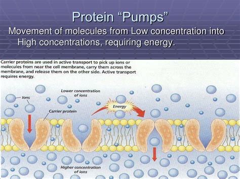 PPT - Transport Mechanisms through Cell Membranes Chapter 3.3 ...