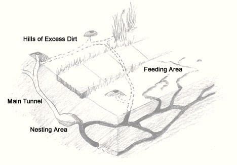 mole-tunnel-diagram ~ Gophers Limited