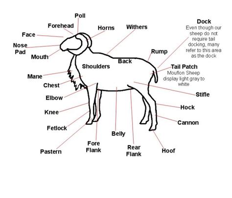 General Sheep Anatomy