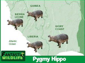 African Pygmy Hippo - Fantastic Wildlife