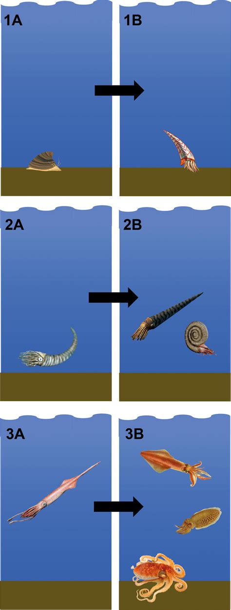 Transition from ancestral benthic shelled molluscs to modern ...