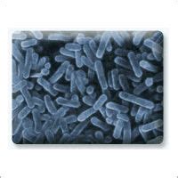 Lactobacillus acidophilus - Lactobacillus acidophilus Exporter ...