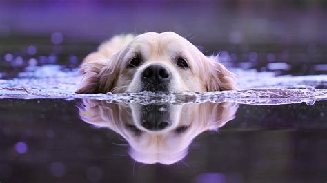 1920x1080 Dog Swimming Laptop Full HD 1080P ,HD 4k Wallpapers,Images ...