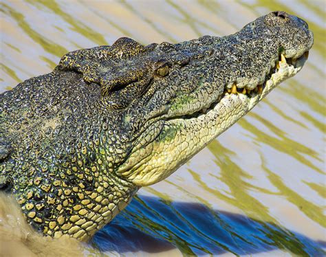 adelaide river crocodile | The saltwater crocodile (Crocodyl… | Flickr