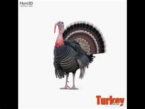 Turkey Sound - YouTube