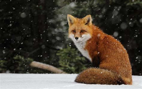 50 Red Fox Desktop Wallpapers - Download at WallpaperBro | Pet fox, Fox ...