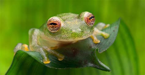 Glass Frog Pictures - AZ Animals