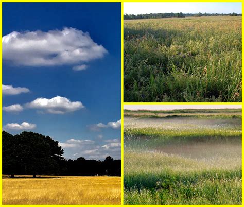 Grassland Ecosystem