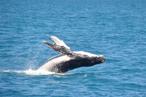 Making a move: whale migration — Marine Mammal Foundation