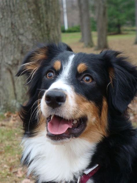 Tri-color Aussie | angelic animals | Pinterest | Aussies, All kinds of ...