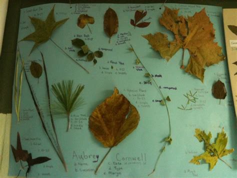 Leaf Collection Project 2013 - Mr. Zanger's 3rd Grade