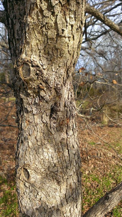 Nature Photography and Facts : Chinkapin Oak