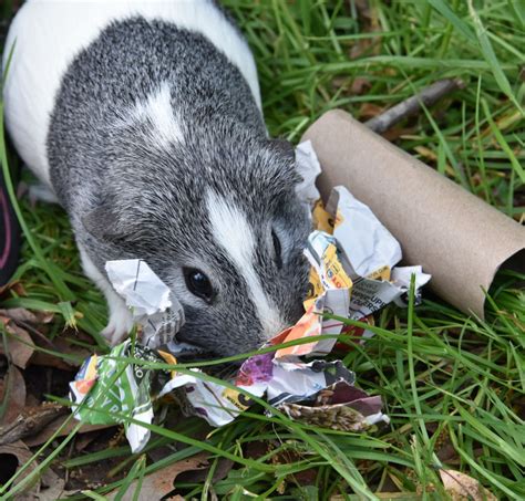 12 DIY Chew Toys for your Guinea Pig – Small Pet Parade