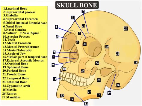 The movable skull bone is\n(A) Maxilla(B) Vomer(C) Mandible(D) All of ...