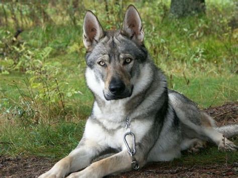 17 Adorable German Shepherd Mixes: Top Of Their Class Mixed Breeds!