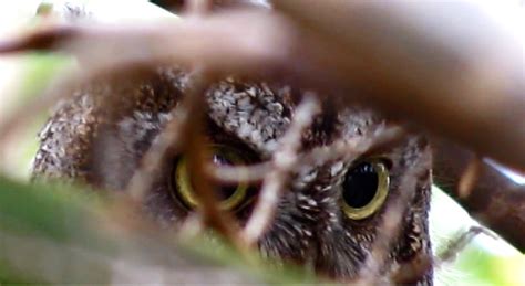 Backyard Birding....and Nature: Screech Owl Eyes - Who's Watching Whoo?