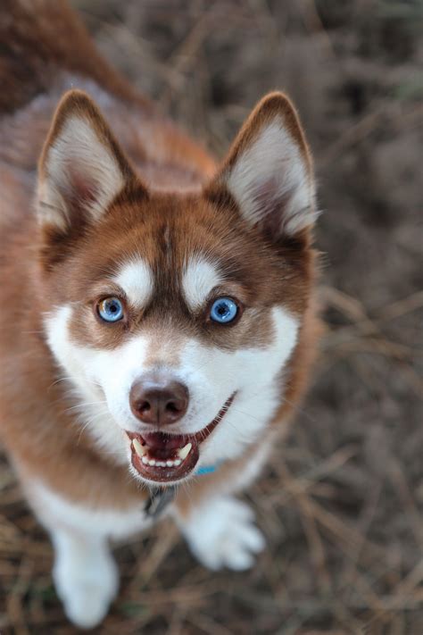 Alaskan Klee Kai Dog Breed Information & Pictures – Dogtime | Siberian ...