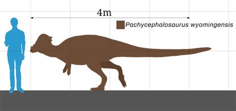 What Dinosaur Has The Longest Name? - JellyQuest