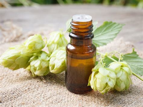 Does Hop Oil Have Health Benefits? – Extraction Magazine