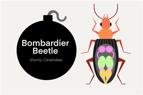 Bombardier Beetle Anatomy