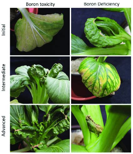 'Black Summer' boron toxicity and deficiency symptoms for initial ...