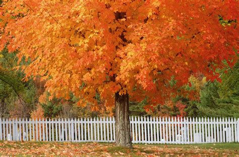 12 Most Colorful Trees for Fall