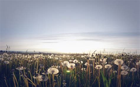 Download Dandelion Field Wallpaper - GetWalls.io