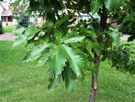 Oak, Chinkapin | Nebraska Forest Service