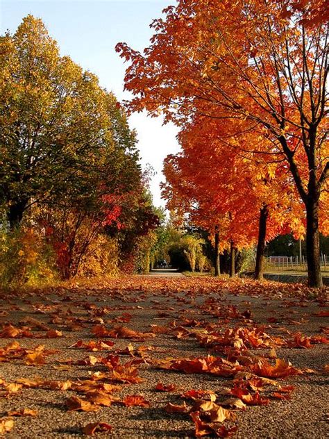 Autumn walk | Autumn landscape, Autumn scenes, Autumn scenery