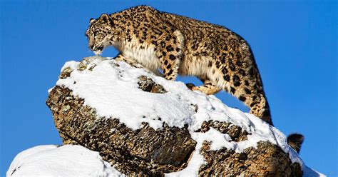 Snow Leopard Facts: Diet, Habit, Threats & Conservation | IFAW