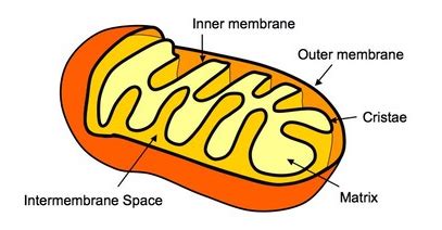 #94 Structure and function of the mitochondrion | Biology Notes for A level