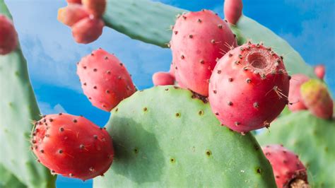 What Is Prickly Pear And What Does It Taste Like?